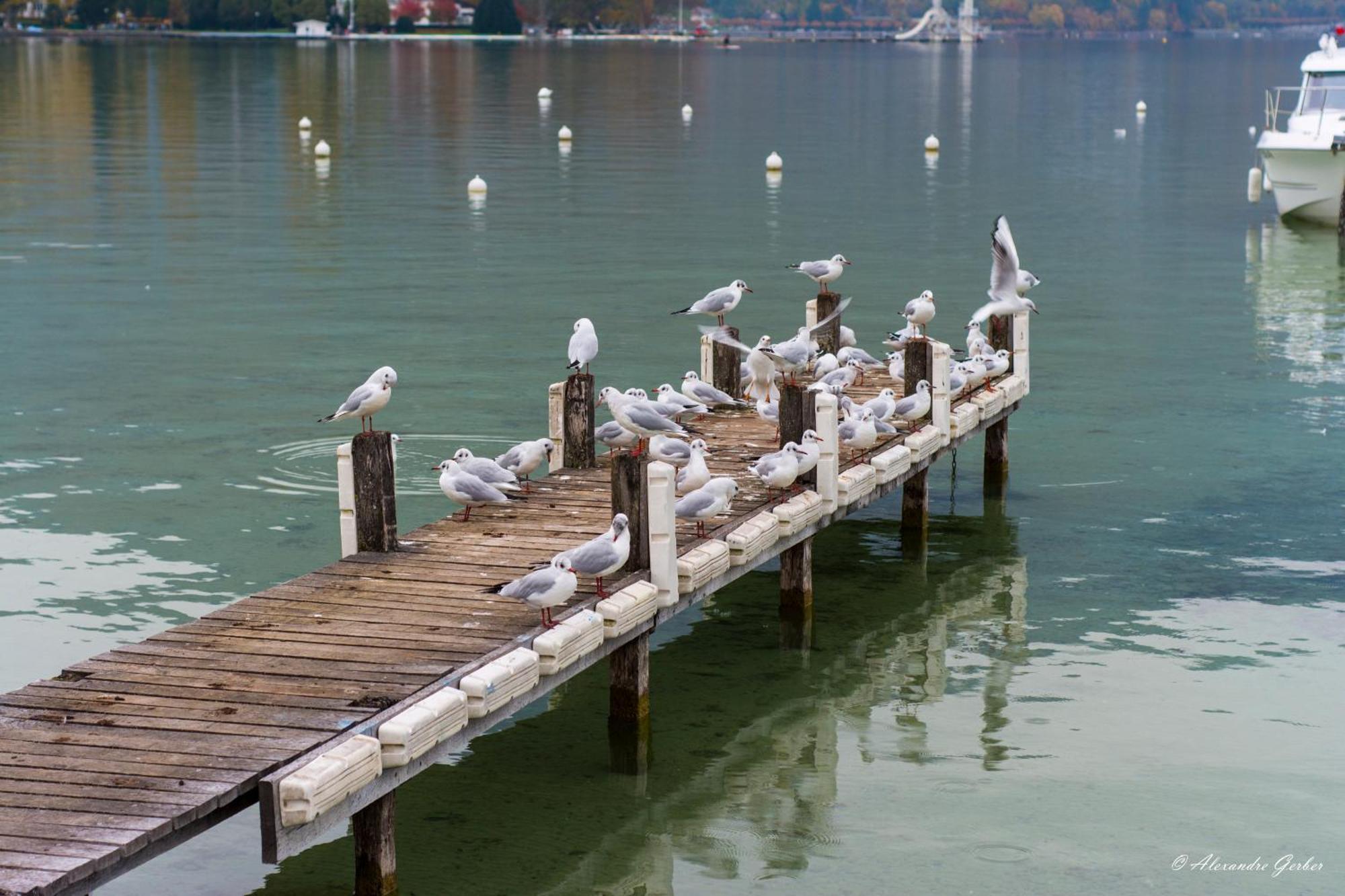 Appartement Escapade Nature Annecy Exterior photo